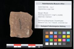 Foto (Objekt + Etikett) von Glyptostrobus ungeri Heer (NHMW-GEO-2024-0188-0186)